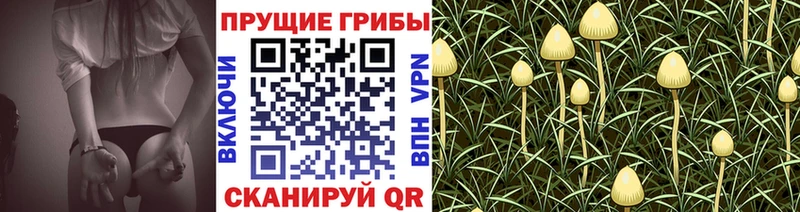 где продают наркотики  Чулым  Галлюциногенные грибы Cubensis 